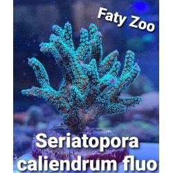 Seriatopora Caliendrum Fluo