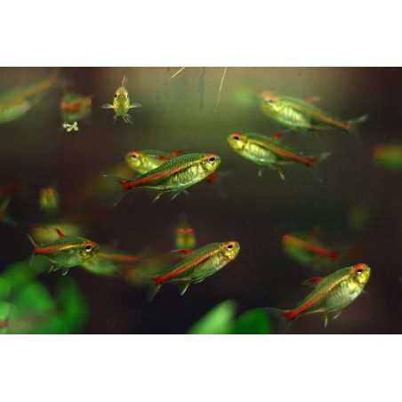 Neon cobre 6