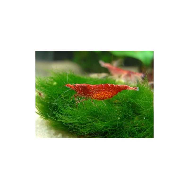 Gamba cereza Roja