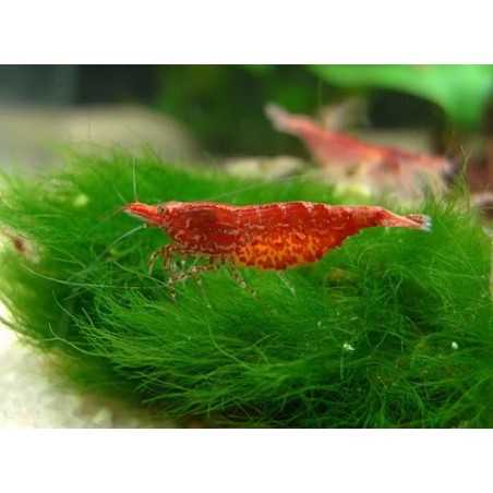 Gamba cereza Roja