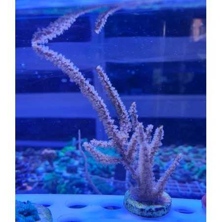 Gorgonia Fotosintetica