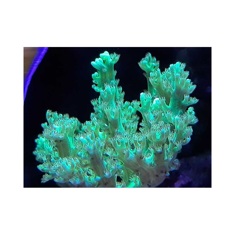 Arbol Kenia Verde Fluor