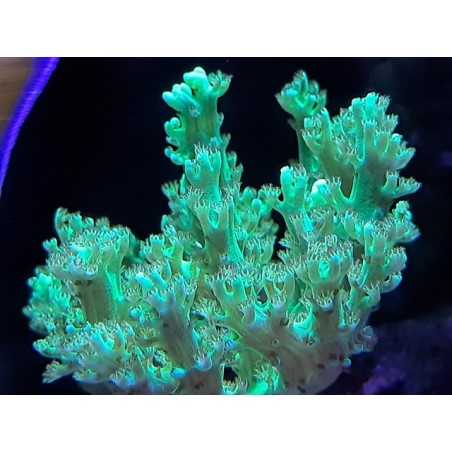 Arbol Kenia Verde Fluor