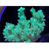 Arbol Kenia Verde Fluor