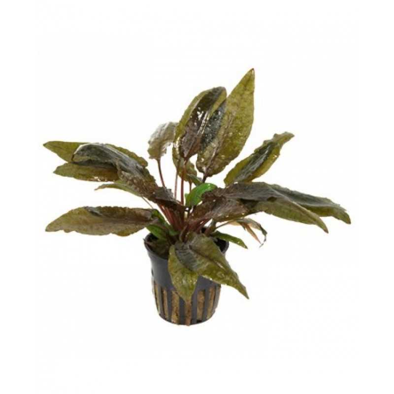 Cryptocoryne wendtii brown