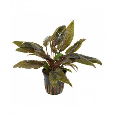 Cryptocoryne wendtii brown