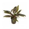 Cryptocoryne wendtii brown
