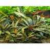 Cryptocoryne wendtii brown