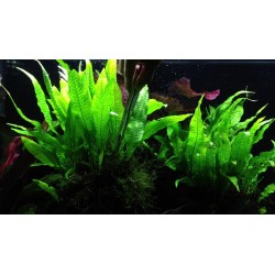 Helecho de Java, microsorum pteropus