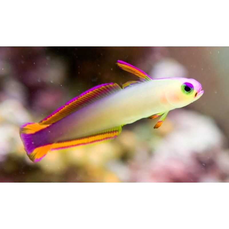 Nemateleotris Decora