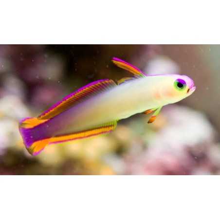 Nemateleotris Decora