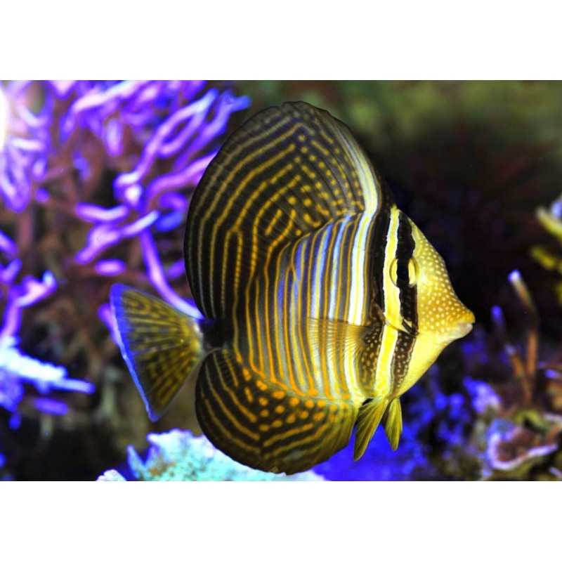 Zebrasoma Desjardinii M