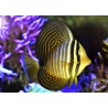 Zebrasoma Desjardinii M