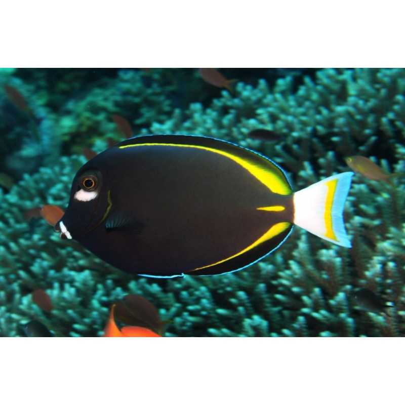 Acanthurus Nigrican M