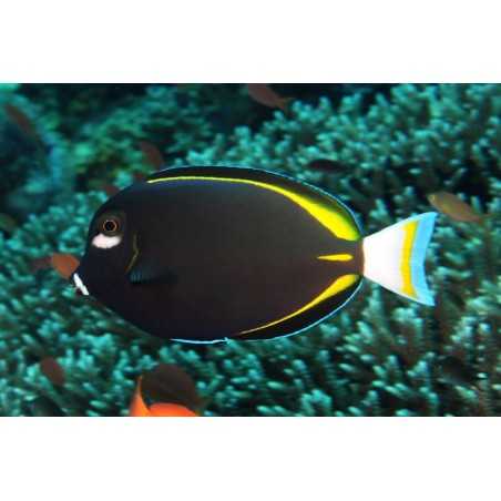 Acanthurus Nigrican M