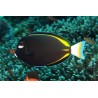 Acanthurus Nigrican M