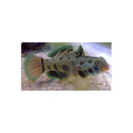 Pterosynchiropus Picturatus