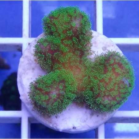 Stylophora pistillata red w/ green polyps