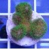 Stylophora pistillata red w/ green polyps