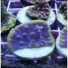 Turbinaria Reniformis