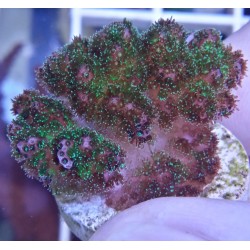 Pocillopora Lima