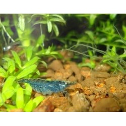 Gamba Azul Perla