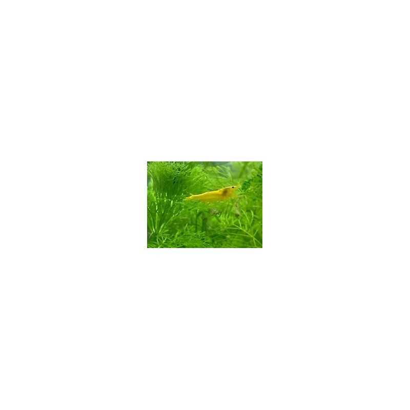 Gamba Amarilla