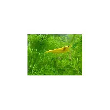 Gamba Amarilla