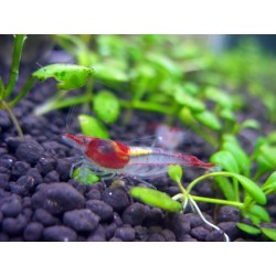 Gamba Red Rili