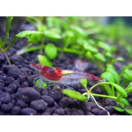 Gamba Red Rili