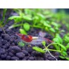 Gamba Red Rili