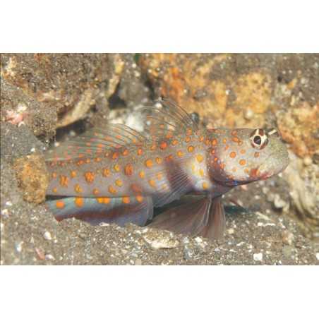 Amblyeleotris guttata