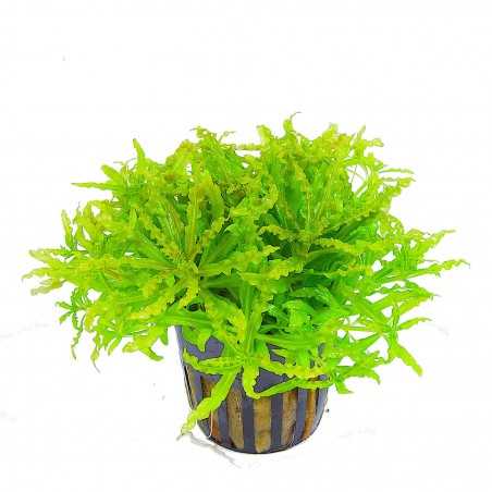 Pogostemon Helferi