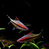 Barbo Denisonii 6-7cm