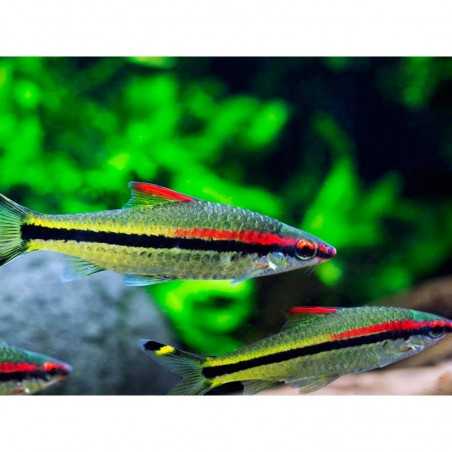 Barbo Denisonii 6-7cm