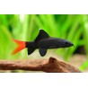 Labeo Bicolor 3-4cm