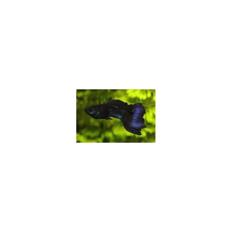 Guppy macho azul moscow