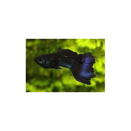 Guppy macho azul moscow