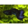Guppy macho azul moscow