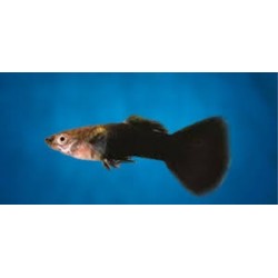 Guppy Macho Tuxedo Negro