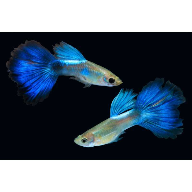 Guppy Macho Neon Azul