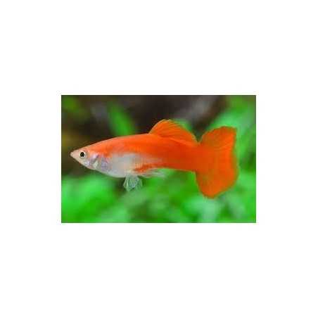 Guppy macho Rojo Bloond