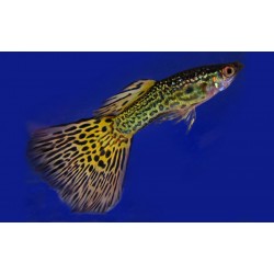 Guppy macho Cobra verde