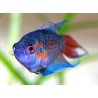 Pez Paraiso azul
