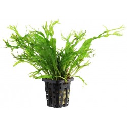 Microsorum Widelov (Crisped...