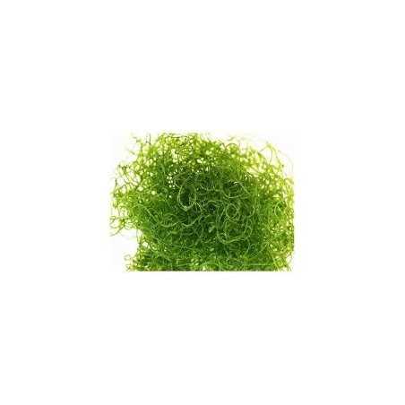 CHAETOMORPHA LINUM 250ml