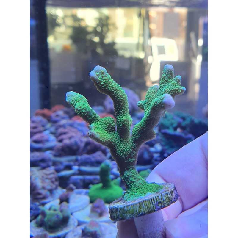 Montipora Digitata verde