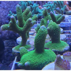 Montipora Digitata verde