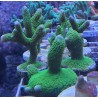 Montipora Digitata verde