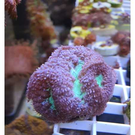 Blastomussa Wellsi Verde Morada minimo 3-4 polipos